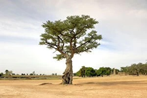 Sacred tree in Segou, Mali, West Africa