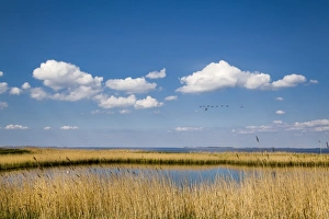 Salt marsh, Amrum Island, Northern Frisia, Schleswig-Holstein, Germany Salt marsh, Amrum Island, Northern Frisia, Schleswig-Holstein, Germany