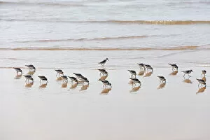 Images Dated 24th May 2013: Sanderlings in Bordeira beach. Carrapateira, Algarve. Portugal