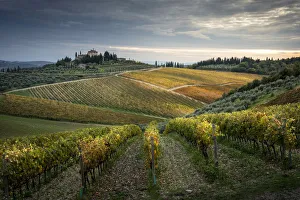 Sangiovese vineyards near Gaiole in Chianti, Florence province, Tuscany, Italy Sangiovese vineyards near Gaiole in Chianti, Florence province, Tuscany, Italy