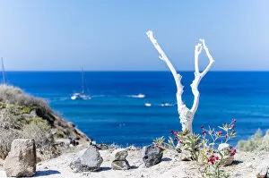 Santorini, Cyclades Islands, Greece. Minimal white wooden tree against blue sea and sky