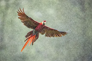 Scarlet Macaw (Ara macao) in flight in the rainforest, Costa Rica Scarlet Macaw (Ara macao) in flight in the rainforest, Costa Rica
