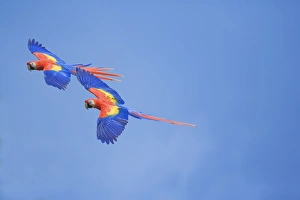 Scarlet Macaws (Ara macao) on flight, Corcovado National Park, Costa Rica Scarlet Macaws (Ara macao) on flight, Corcovado National Park, Costa Rica