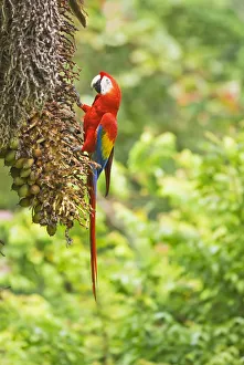 Scarlet Macaws (Ara macao) perching on a tree, Corcovado National Park, Osa Peninsula Scarlet Macaws (Ara macao) perching on a tree, Corcovado National Park, Osa Peninsula