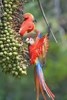 Scarlet Macaws (Ara macao) trying to catch a nut, Corcovado National.Park, Osa Peninsula Scarlet Macaws (Ara macao) trying to catch a nut, Corcovado National.Park, Osa Peninsula