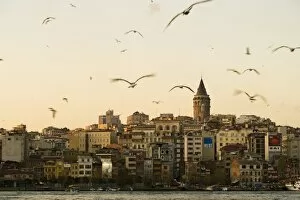 Sea Gull Gallery: Seagulls flock above the Golden Horn, Istanbul