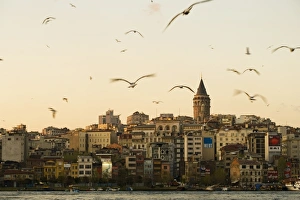 Seagulls flock above the Golden Horn, Istanbul Seagulls flock above the Golden Horn, Istanbul