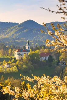 Sela pri Kamniku church framed by a flowering trees, kamnik, Upper Carniola region Sela pri Kamniku church framed by a flowering trees, kamnik, Upper Carniola region