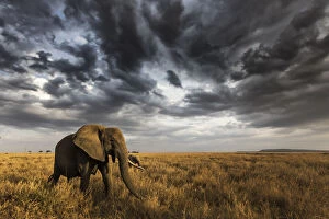 Serengeti National Park Collection: Seronera, Serengeti National Park, Tanzania, East Africa