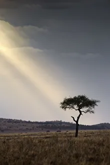 A shaft of light on an acacia tree, Serengeti National Park, Tanzania, Africa A shaft of light on an acacia tree, Serengeti National Park, Tanzania, Africa