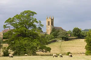 Sheep grazing in fields below St Michaels Church in the Cotswolds village of Broadway Sheep grazing in fields below St Michaels Church in the Cotswolds village of Broadway