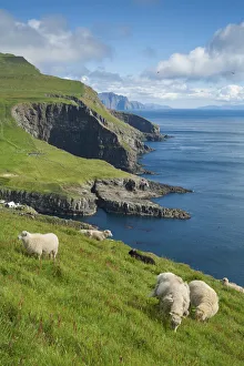 Sheep grazing on the green grass in the island of Mykines. Faroe Islands Sheep grazing on the green grass in the island of Mykines. Faroe Islands