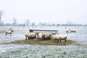 Sheep in the landscape, Launton, Oxfordshire, England Sheep in the landscape, Launton, Oxfordshire, England