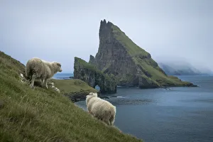 Sheep walking towards Drangarnir sea stacks and Tindholmur islet. Faroe Islands Sheep walking towards Drangarnir sea stacks and Tindholmur islet. Faroe Islands