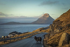 Black Sheep Gallery: A sheep walking in the middle of the road in Velbastaður. In the background the islands of Koltur
