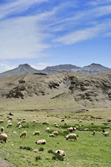 Sheeps grazing in the High Atlas mountain range. Morocco Sheeps grazing in the High Atlas mountain range. Morocco