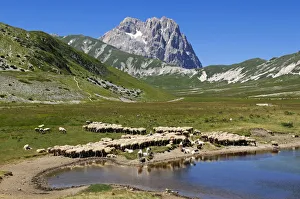 Sheeps at Lago di Pietranzoni, Corno Grande, Campo Imperatore, Gran Sasso National Park Sheeps at Lago di Pietranzoni, Corno Grande, Campo Imperatore, Gran Sasso National Park