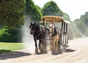 Gardens Collection: Shire horse carriage ride in The Great Fountain Garden, Hampton Court Palace, London, England