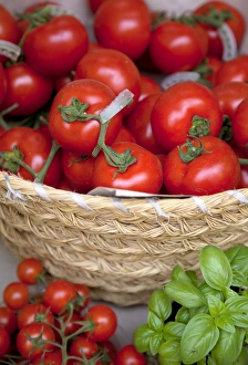 Sicily, Italy, Western Europe; Tomatoes and basil; staple items in the Southern Italian kitchen Sicily, Italy, Western Europe; Tomatoes and basil; staple items in the Southern Italian kitchen