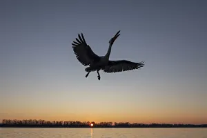 A silhouette of a flying Dalmatian pelican on lake Kerkini at sunrise A silhouette of a flying Dalmatian pelican on lake Kerkini at sunrise