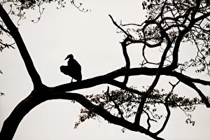 Silhouette of Ground Hornbill, Mikumi National Park, Tanzania Silhouette of Ground Hornbill, Mikumi National Park, Tanzania