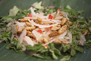 Silkworm salad, Hoi An (UNESCO World Heritage Site), Quang Ham, Vietnam Silkworm salad, Hoi An (UNESCO World Heritage Site), Quang Ham, Vietnam