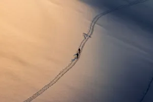 Ski mountaneering at sunset on a snowy field. Adamello glacier, Lombardy, Italy Ski mountaneering at sunset on a snowy field. Adamello glacier, Lombardy, Italy