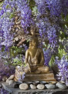 Images Dated 27th April 2011: A small Buddha shrine surrounded by wisteria in the Hotel Gangtey Palace