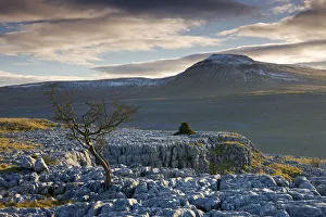 Snow capped Ingleborough from the limestone pavements on Twistleton Scar, Yorkshire Snow capped Ingleborough from the limestone pavements on Twistleton Scar, Yorkshire