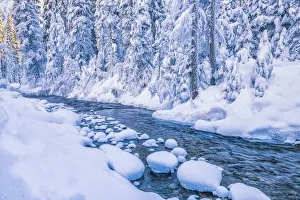 Snow-covered Pine Trees along River, Yoho National Park, British Columbia, Canada Snow-covered Pine Trees along River, Yoho National Park, British Columbia, Canada
