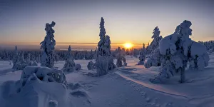 Snow-covered Pine Trees at Sunrise, Riisitunturi National Park, Posio, Lapland, Finland Snow-covered Pine Trees at Sunrise, Riisitunturi National Park, Posio, Lapland, Finland