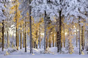 Winter Landscape Gallery: Snow-covered spruce forest in evening light, Fichtelberg, near Oberwiesenthal