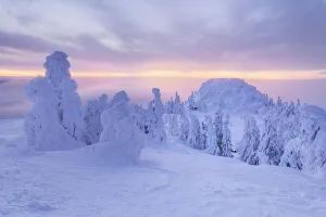 Snow covered Spruce trees, Bavarian Forest, Big Arber, Bavaria, Germany Snow covered Spruce trees, Bavarian Forest, Big Arber, Bavaria, Germany