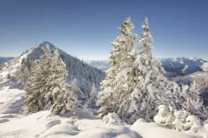 Snow covered spruce trees at Herzogstand with a view of Martinskopf 1675 m, Heimgarten Snow covered spruce trees at Herzogstand with a view of Martinskopf 1675 m, Heimgarten