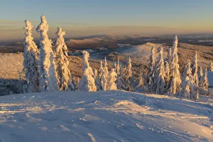 Snow-covered spruce trees at Mt. Lusen, National Park Bavaria Forest, Bavaria, Germany Snow-covered spruce trees at Mt. Lusen, National Park Bavaria Forest, Bavaria, Germany