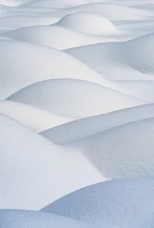 : White Collection