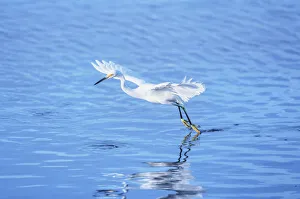Snowy Egret (Egretta thula) starting flight, Sanibel Island, J.N Snowy Egret (Egretta thula) starting flight, Sanibel Island, J.N