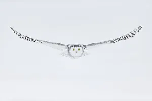 Snowy owl (Bubo scandiacus), Ontario, Canada