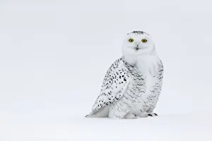 Snowy owl (Bubo scandiacus), Ontario, Canada