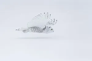 Snowy owl (Bubo scandiacus), Ontario, Canada