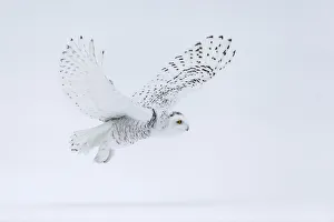 Snowy owl (Bubo scandiacus), Ontario, Canada