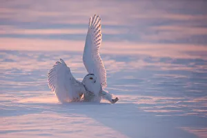Snowy owl (Bubo scandiacus), Ontario, Canada