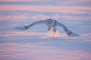 Snowy owl (Bubo scandiacus), Ontario, Canada