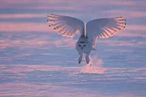 Snowy owl (Bubo scandiacus), Ontario, Canada