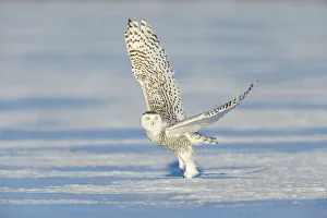 Snowy owl (Bubo scandiacus), Ontario, Canada