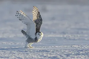 Snowy owl (Bubo scandiacus), Ontario, Canada