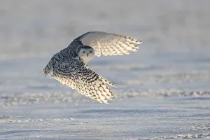 Snowy owl (Bubo scandiacus), Ontario, Canada
