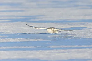 Snowy owl (Bubo scandiacus), Ontario, Canada