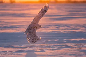 Snowy owl (Bubo scandiacus), Ontario, Canada