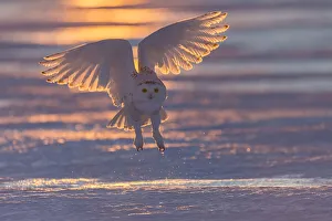 Snowy owl (Bubo scandiacus), Ontario, Canada